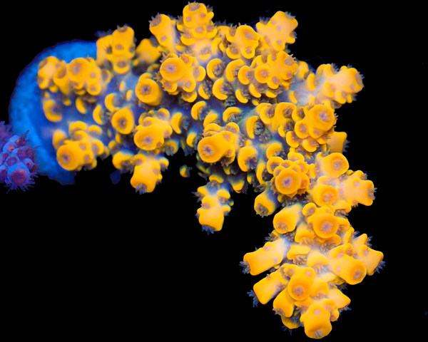 818'S LEMON HAZE TENUIS MINI COLONY