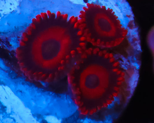 RED OXIDE ZOAS