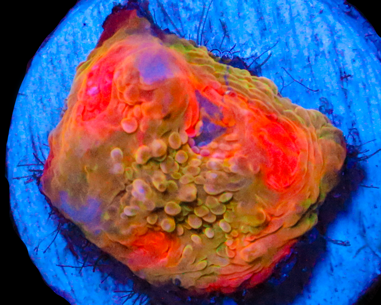 MELTDOWN CHALICE SMALL