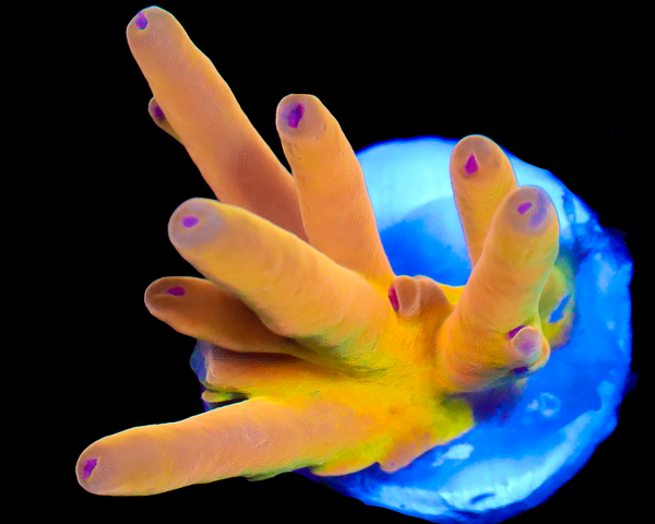 818'S SCREWDRIVER LOKANI