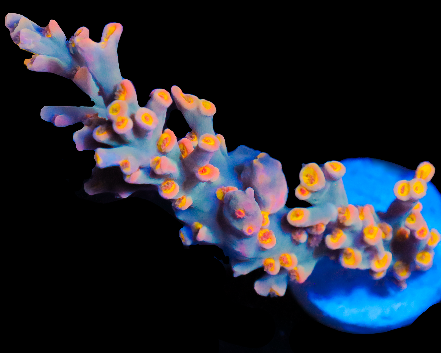 818'S UNDERTAKER SPECIOSA