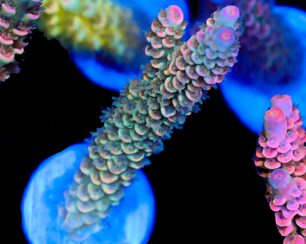 818'S STARFRUIT TENUIS