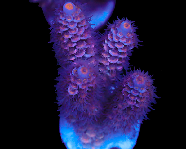 818'S MIDNIGHT MAGIC TENUIS