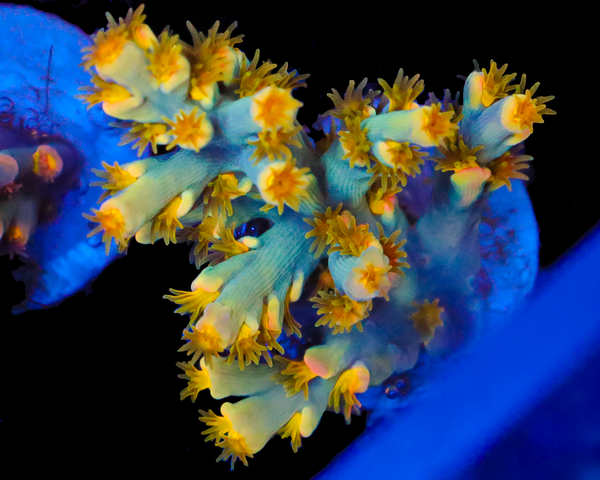 818'S TEARJERKER SPECIOSA