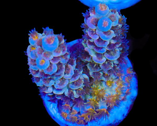 818'S BLUE FLAME TENUIS