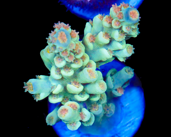 818'S 5TH ELEMENT TENUIS