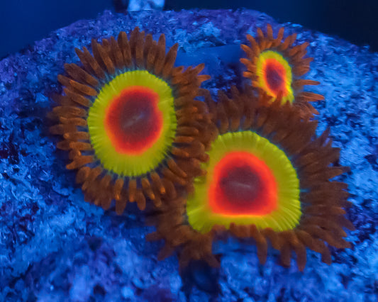 RASTA ZOAS