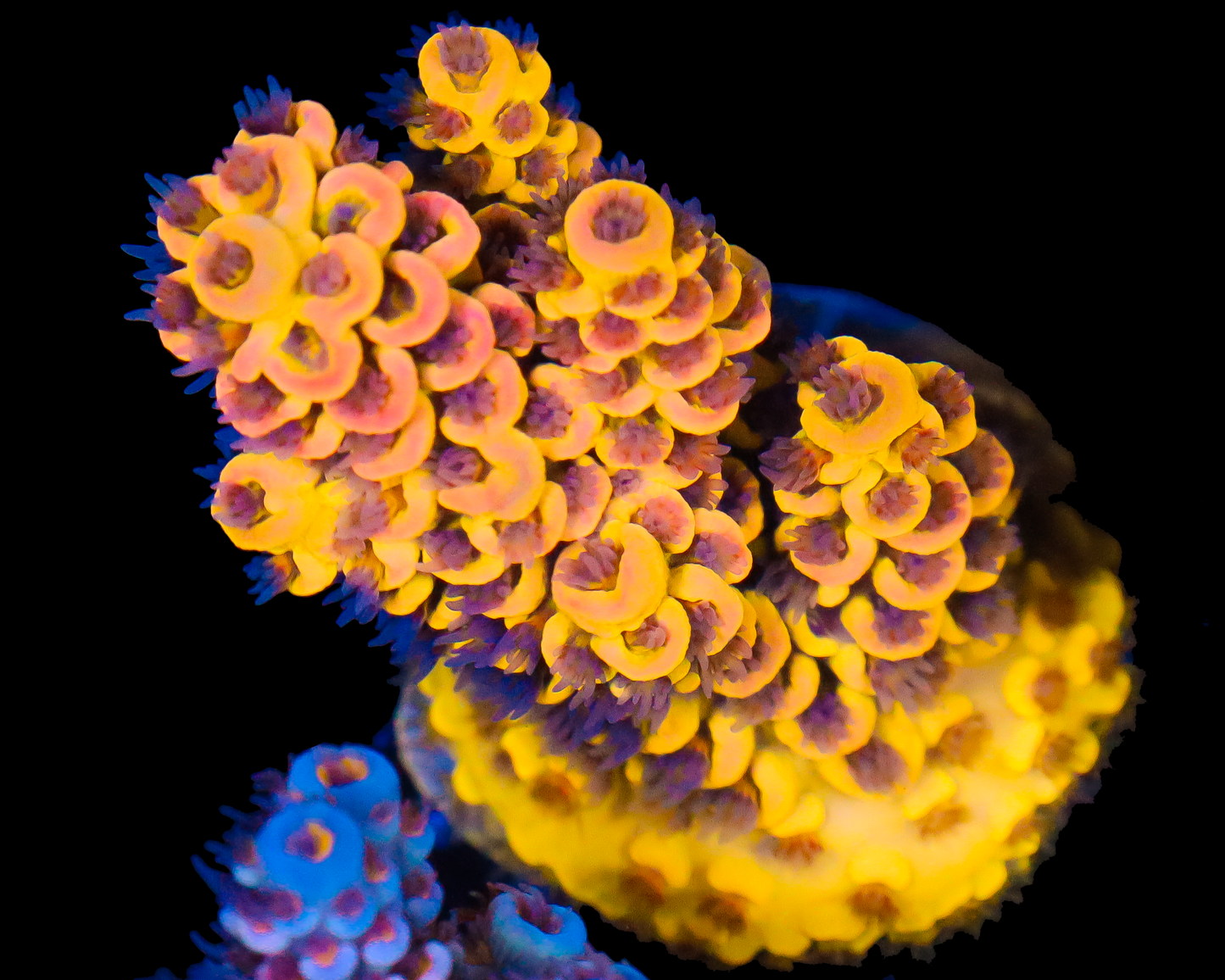 818'S LEMONBERRY SPLICE PERFECT FRAG