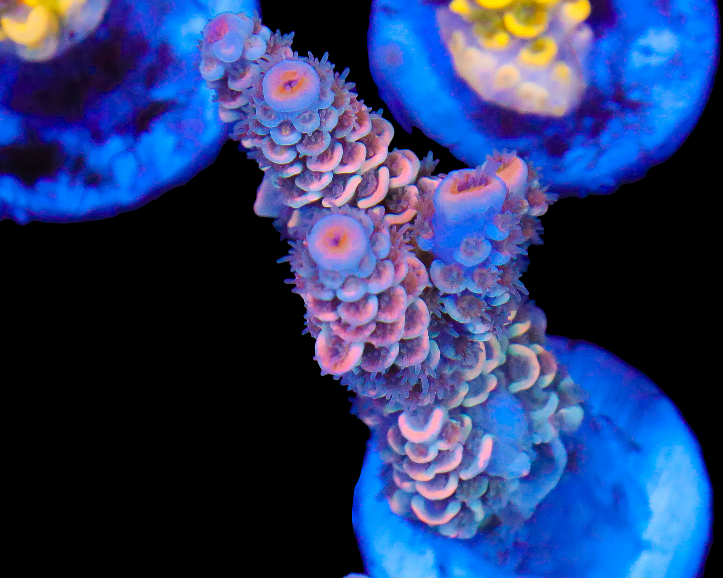 818'S PSYCHO TENUIS NEW RELEASE