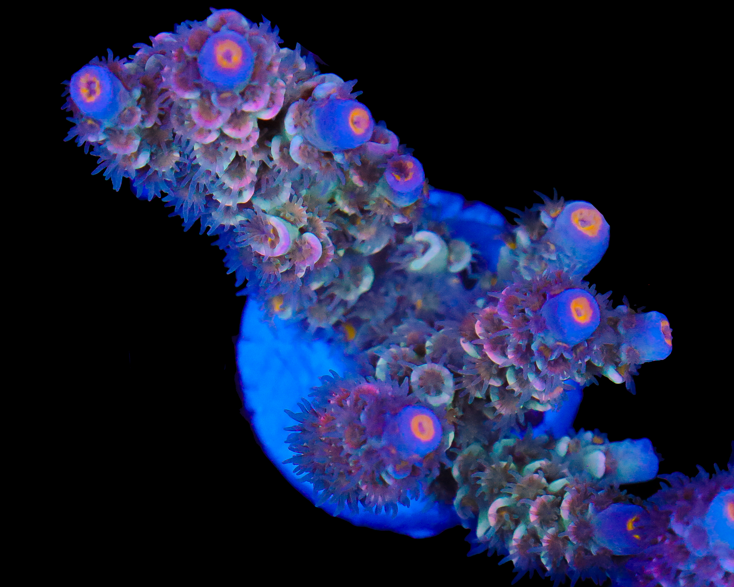 818'S GRAPE SODA TENUIS