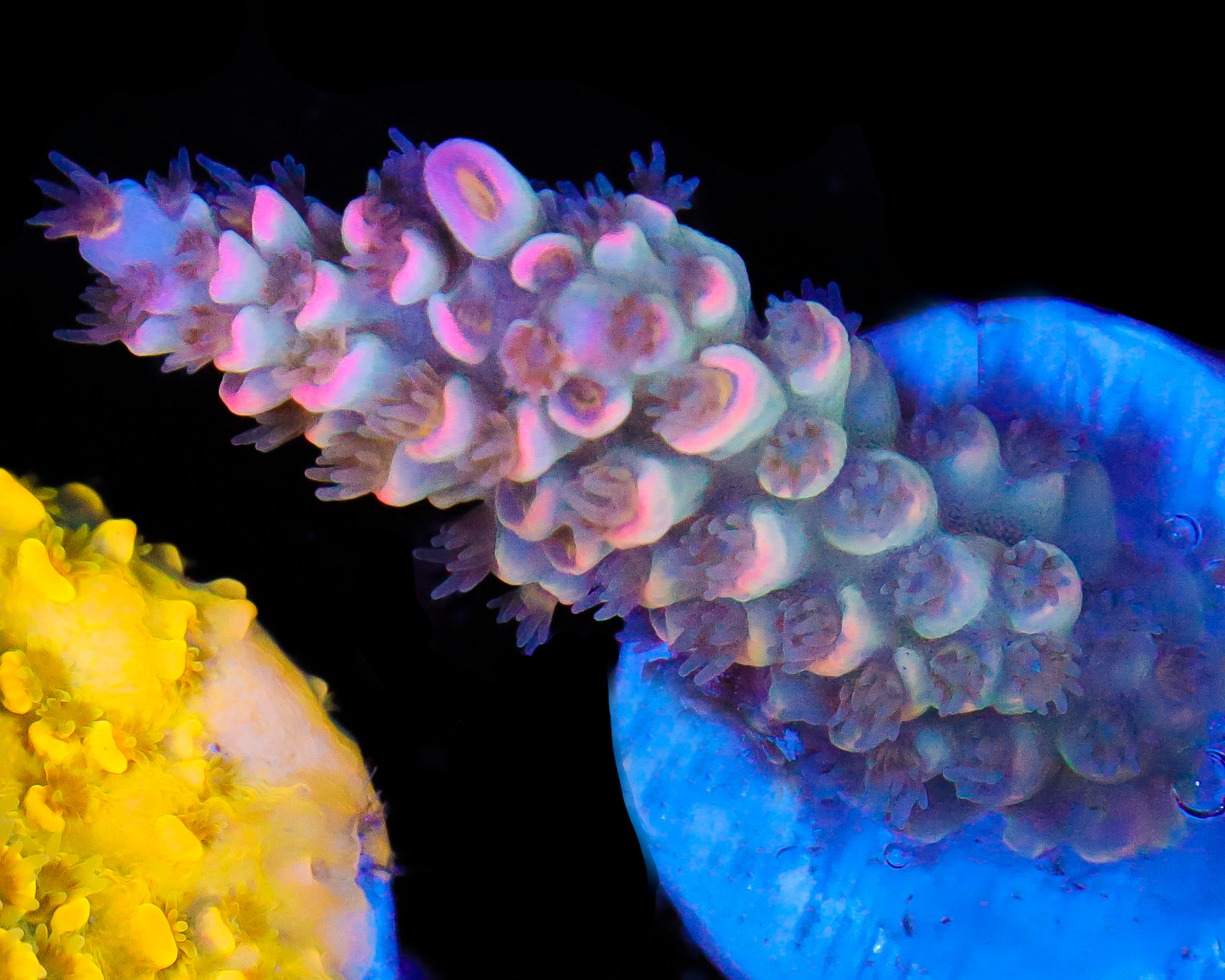 818'S CARE BEAR TENUIS