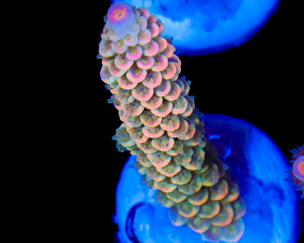 818'S STARFRUIT TENUIS