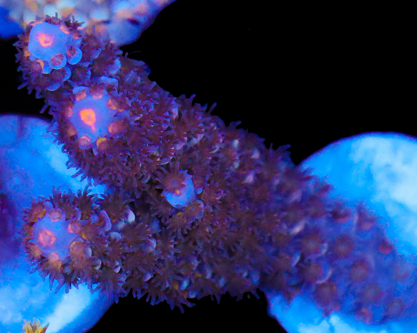 818'S COSMIC CHERRY TENUIS