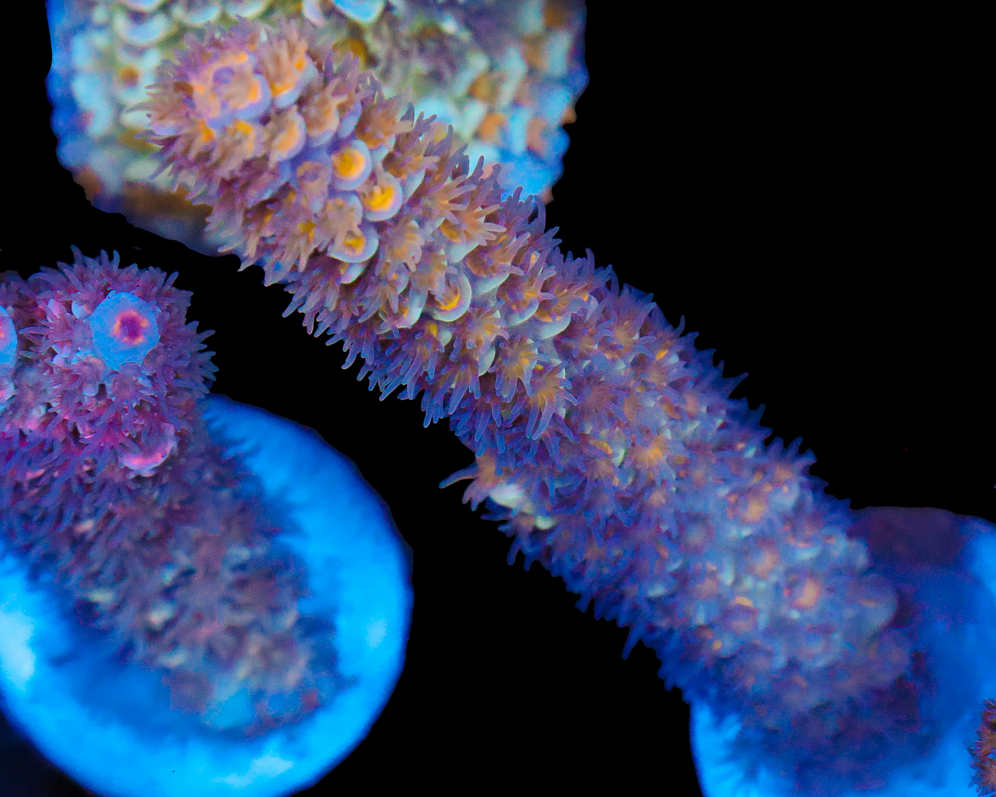 818'S RAINMAKER TENUIS