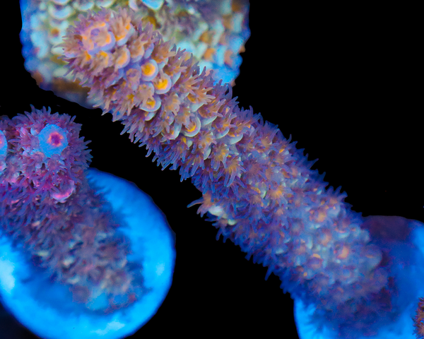 818'S RAINMAKER TENUIS