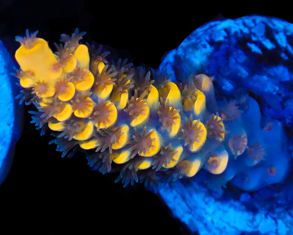 818'S LEMONGRASS TENUIS