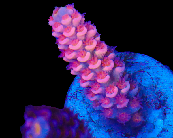 818'S PINK SUNSET TENUIS