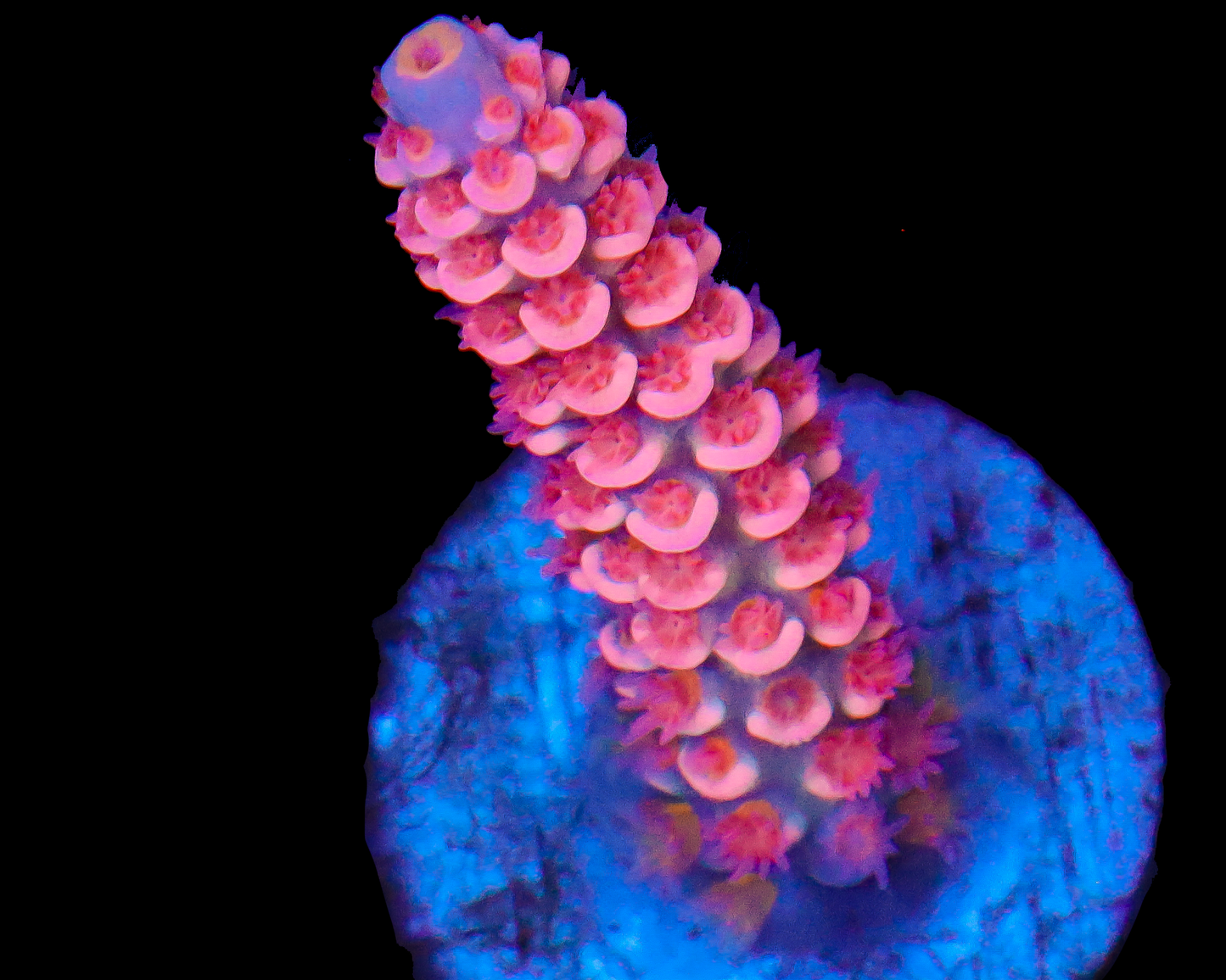 818'S PINK SUNSET TENUIS