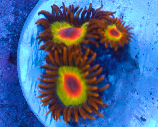 RASTA ZOAS