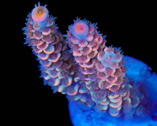 818'S PSYCHO TENUIS NEW RELEASE