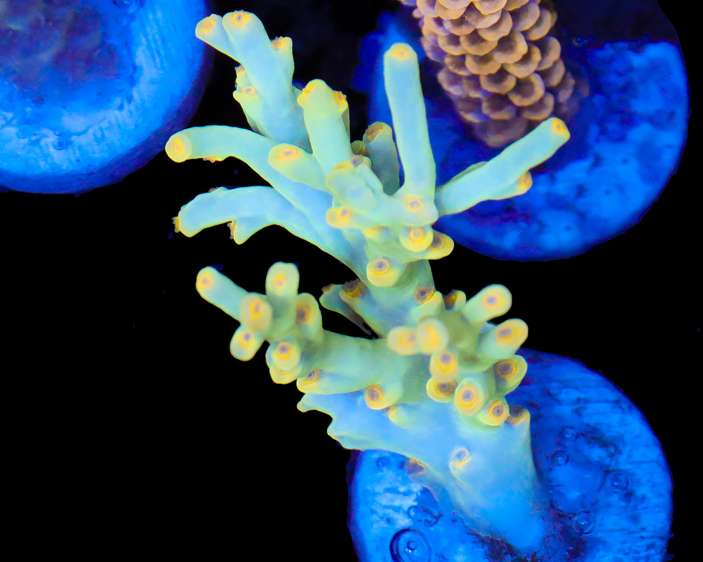 NEW RELEASE SPECIOSA