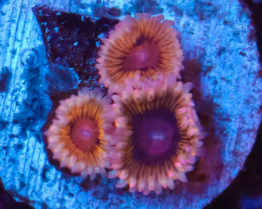 NEW RELEASE ZOAS