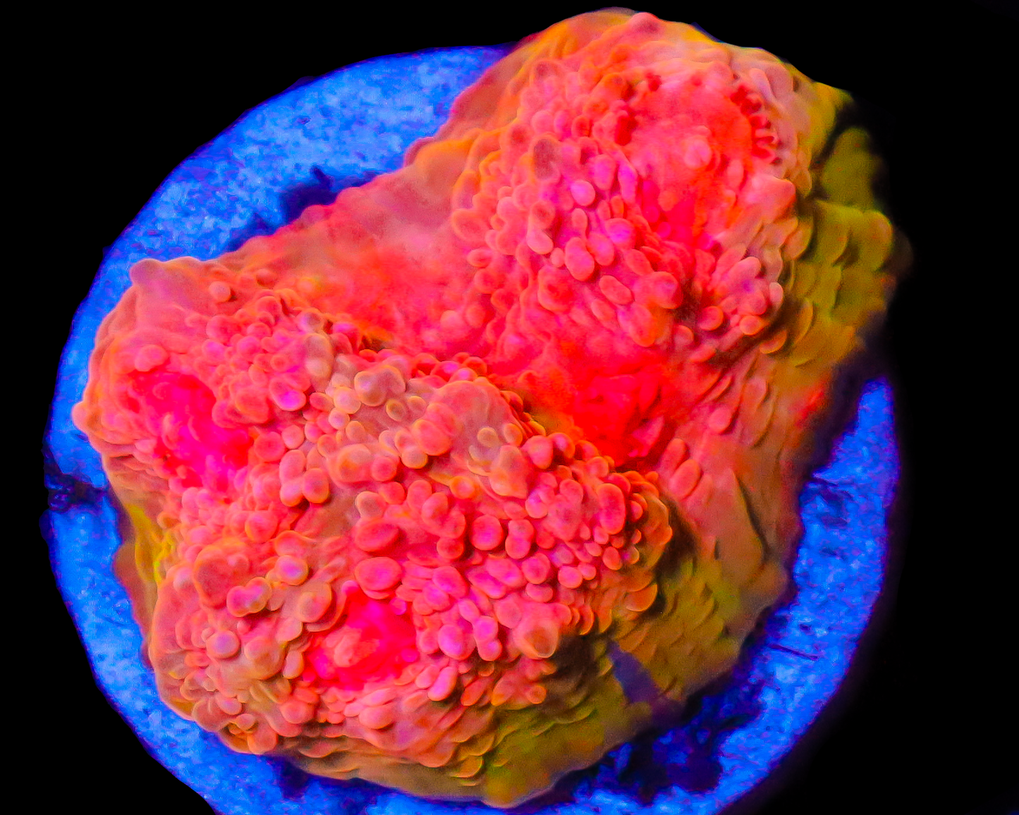 818'S MELTDOWN CHALICE SMALL BLUE STREAK