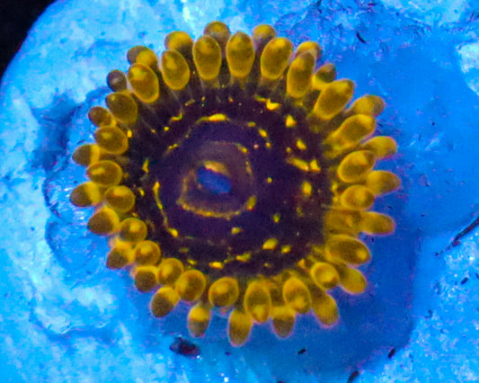 EXOSPHERE ZOA