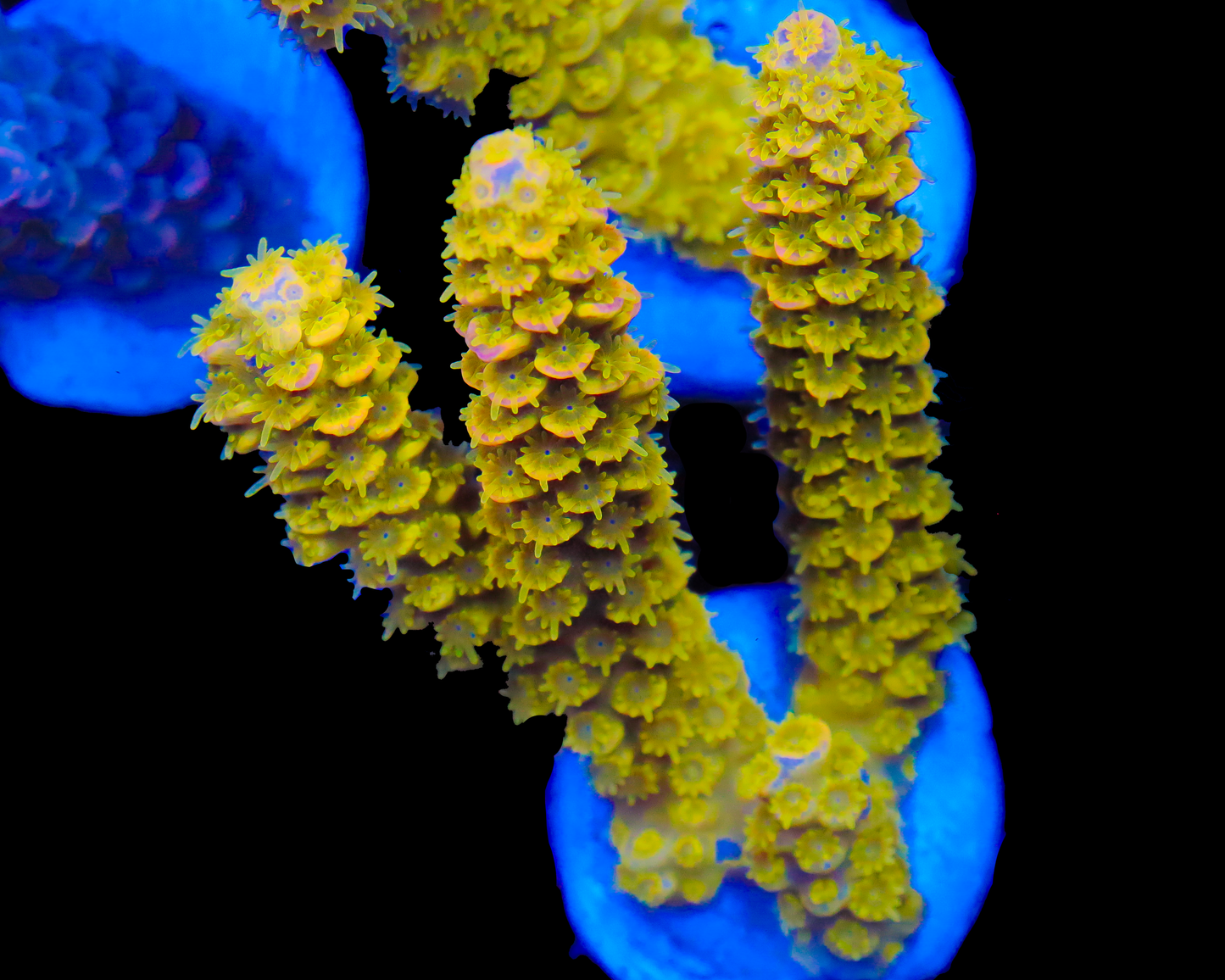 818'S LAZER LEMON TENUIS