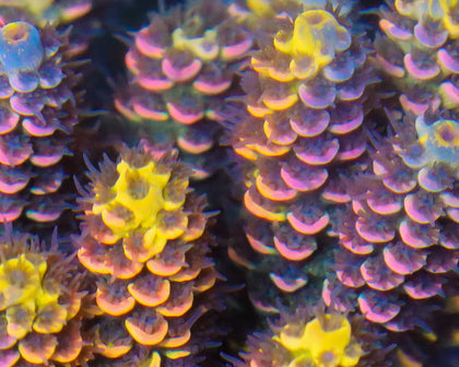 818'S WTF TENUIS GRAFTED DETAILS