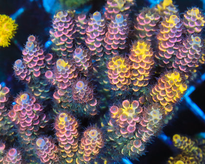 818'S WTF GRAFTED TENUIS