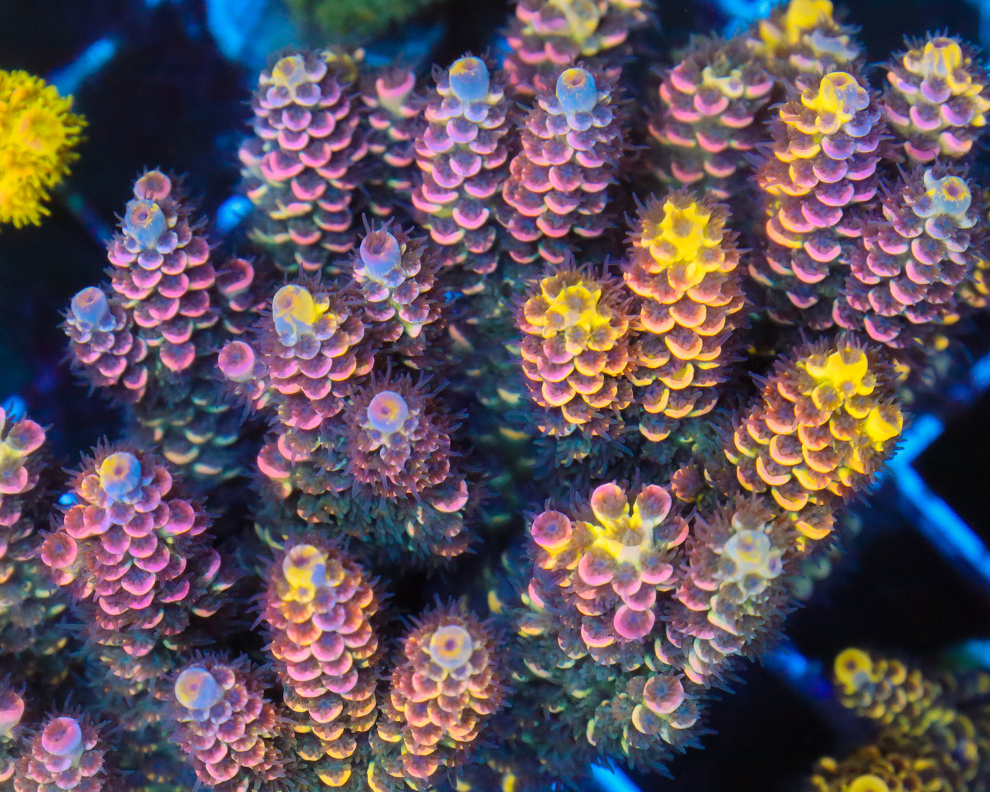 818'S WTF 4 COLOR GRAFTED TENUIS