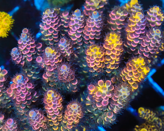 818'S WTF 4 COLOR GRAFTED TENUIS