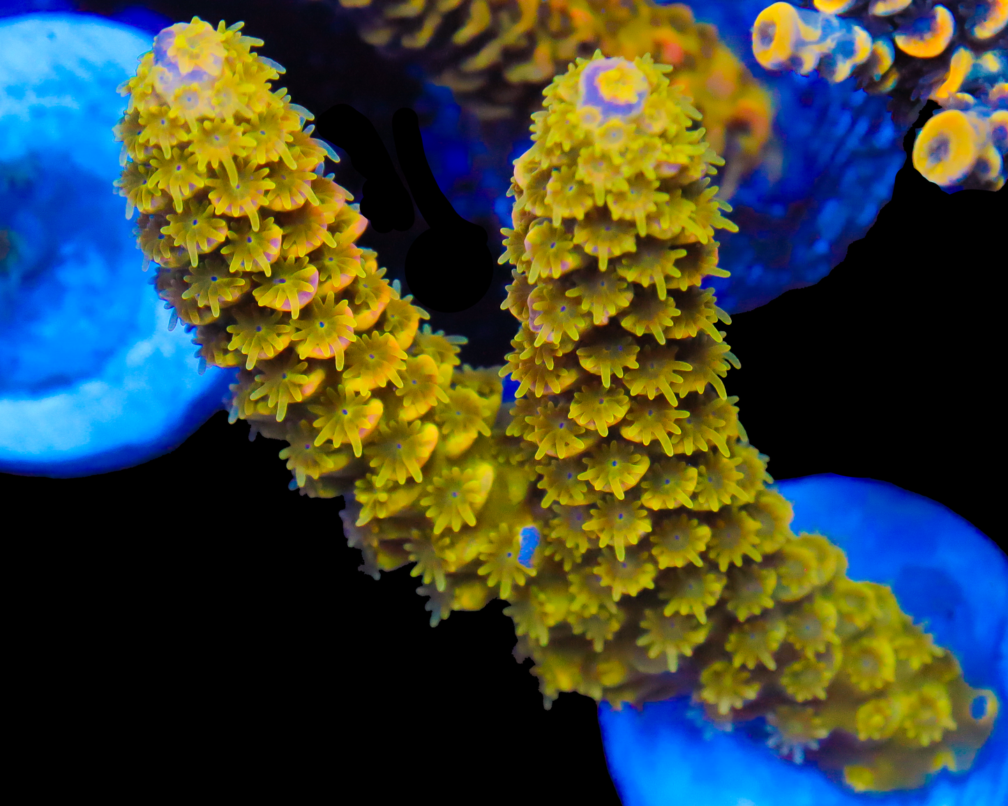 818'S LAZER LEMON TENUIS