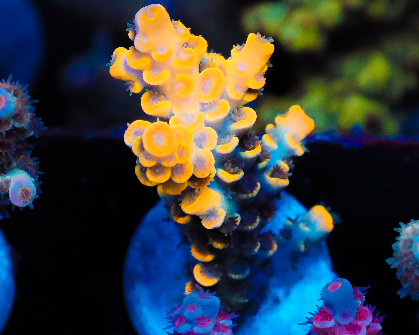 818'S NEBULA TENUIS VERY LIMITED