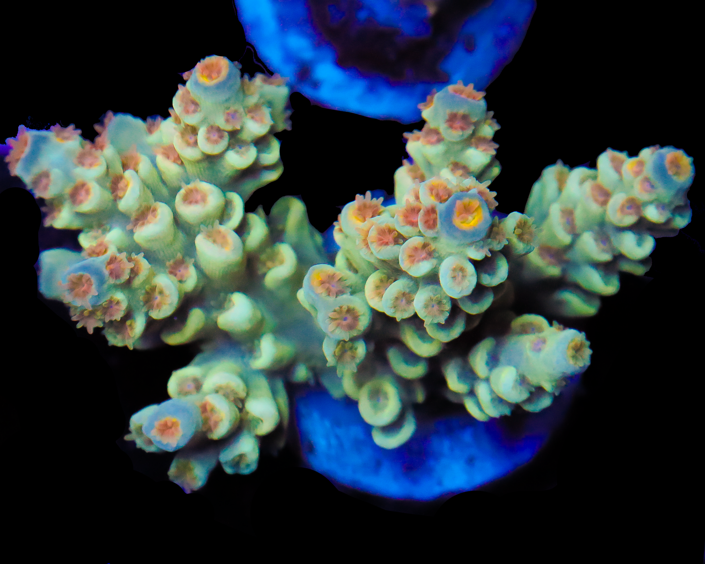 818'S 5TH ELEMENT TENUIS CHUNK