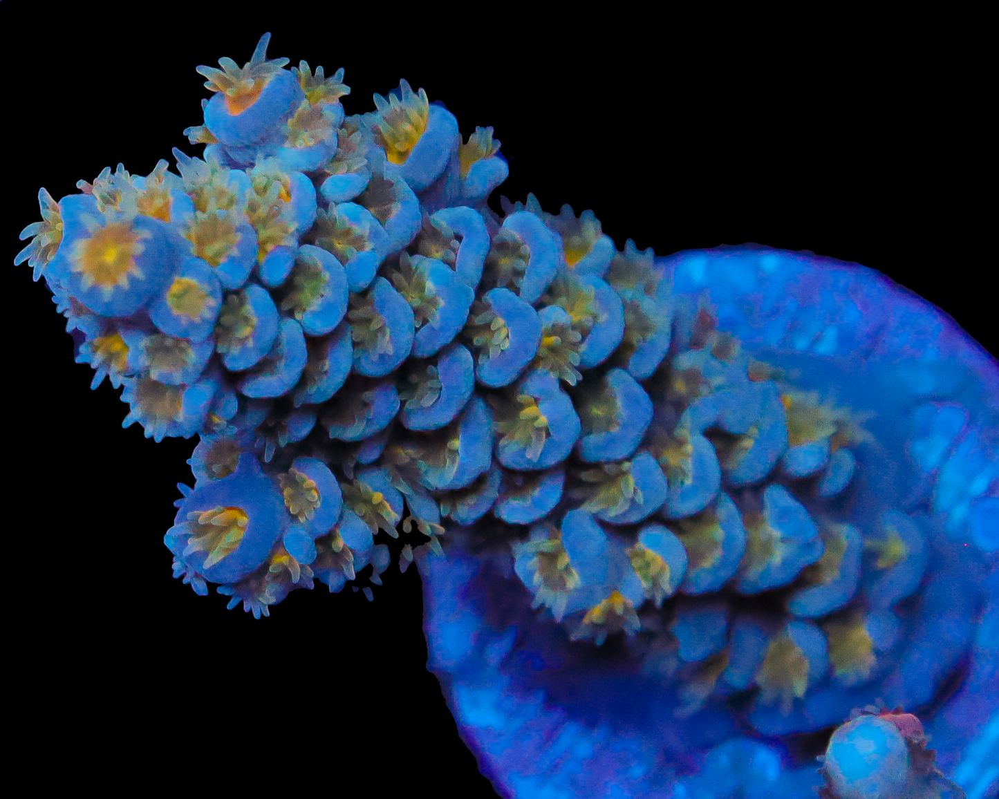 818'S COLD FUSION TENUIS