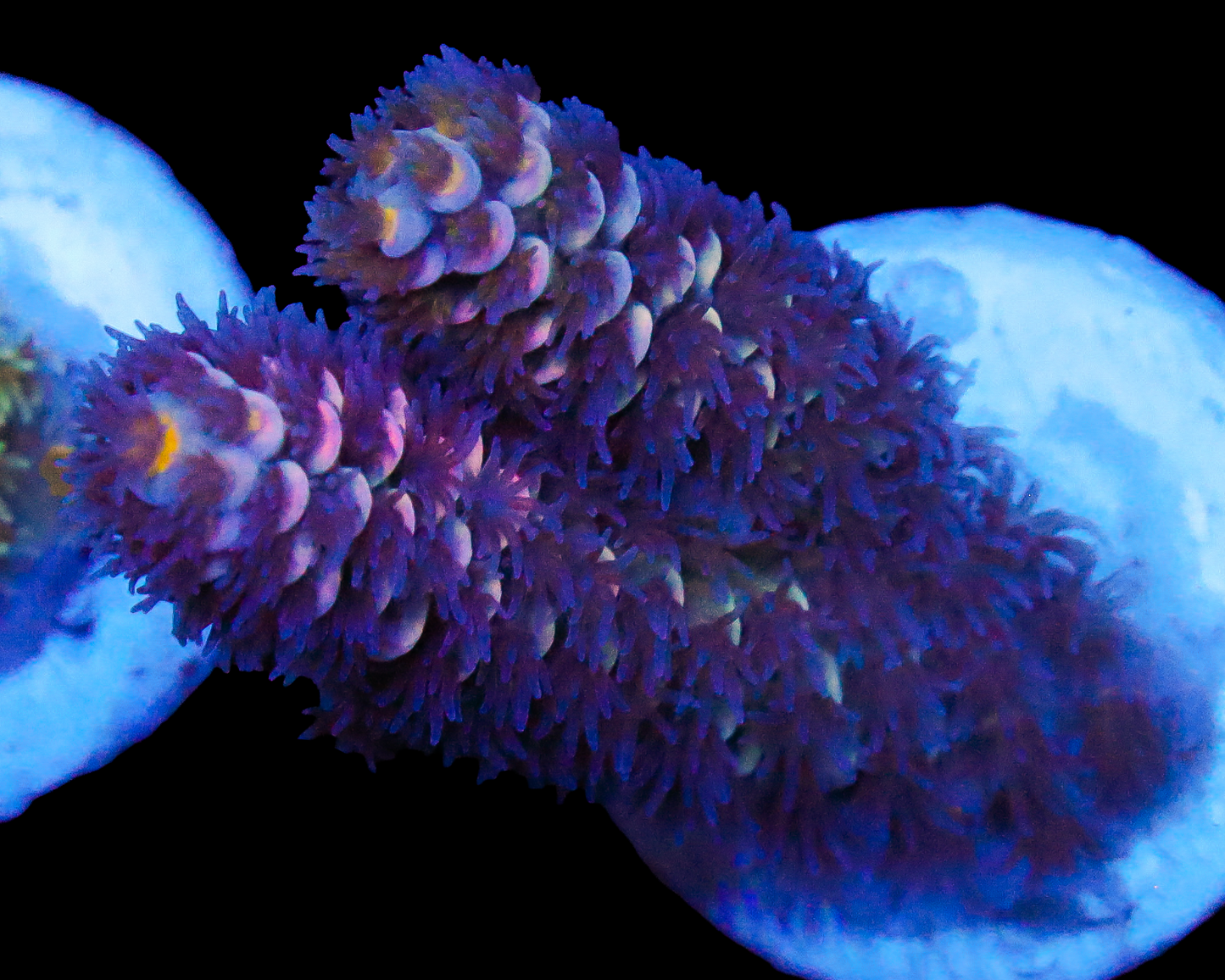 MALAYSIAN TENUIS