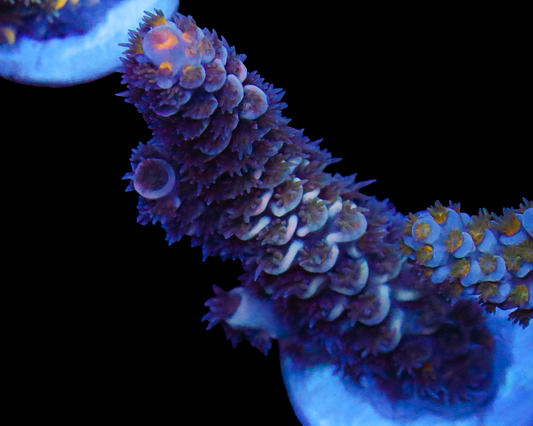 MALAYSIAN TENUIS