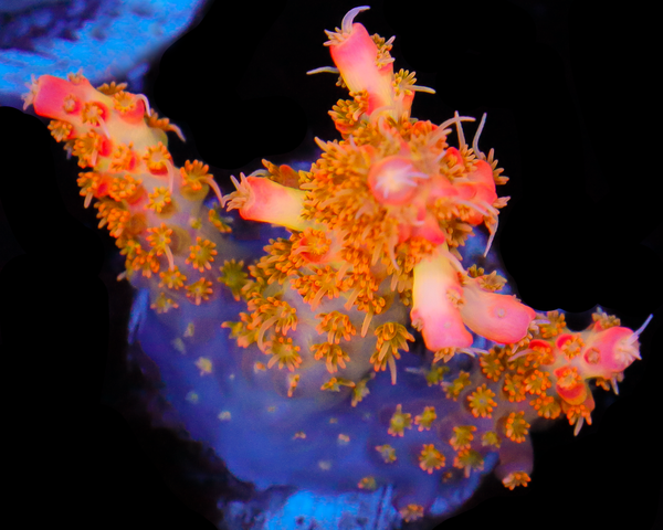 818'S TANGERINE SKY ACRO CHUNKY