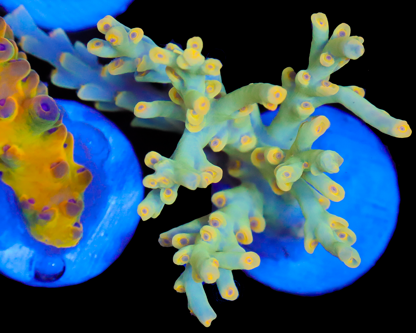 NEW RELEASE SPECIOSA