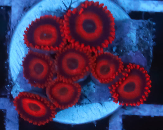 RED OXIDE ZOAS