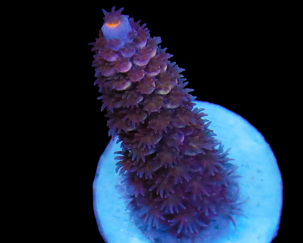 MALAYSIAN TENUIS