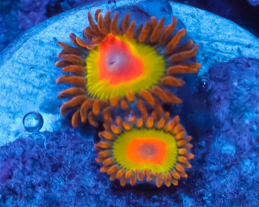 RASTA ZOAS