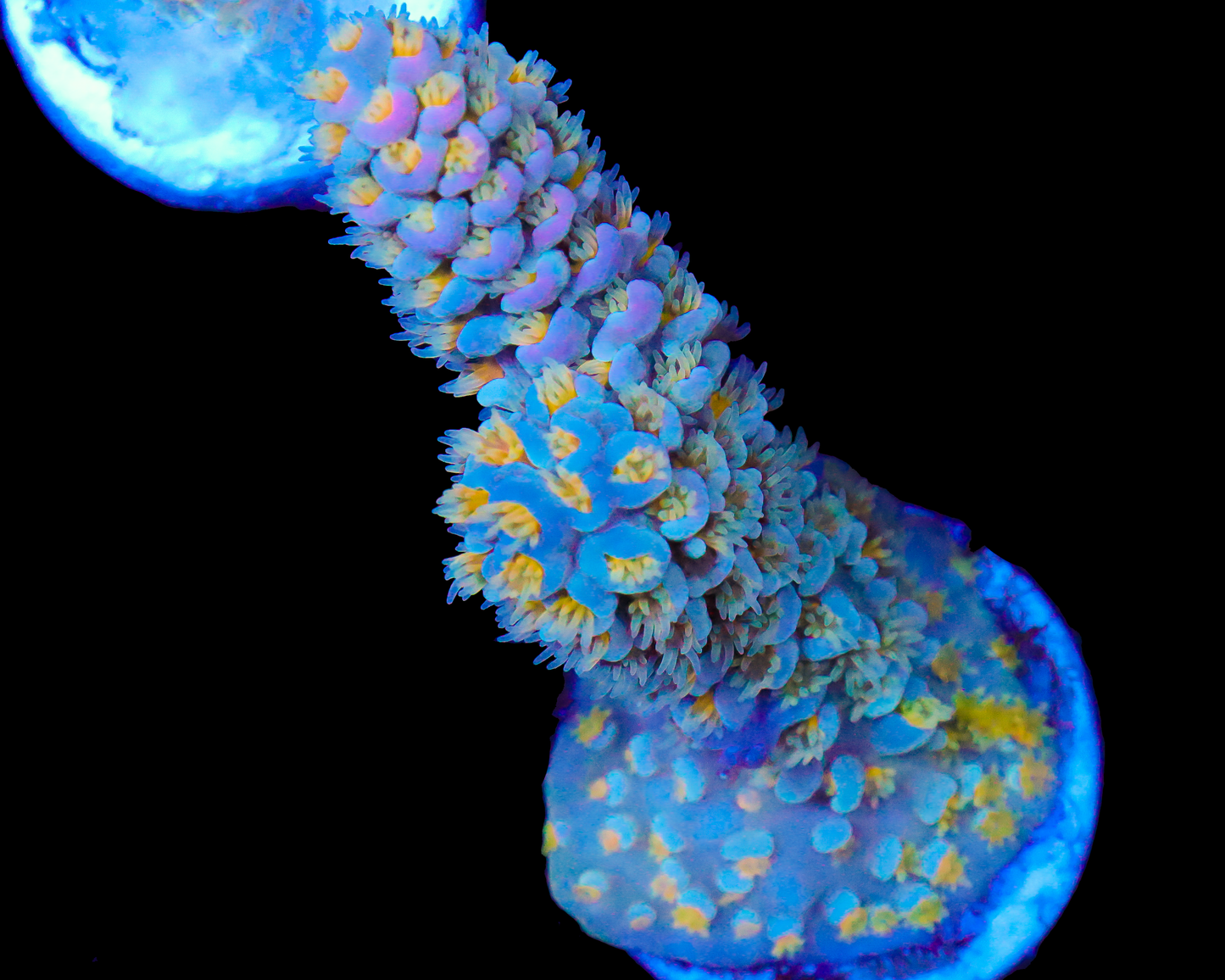 818'S SKYWALKER TENUIS