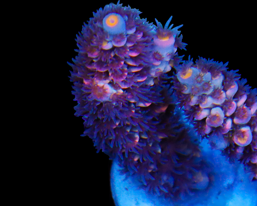 818'S AMBROSIA TENUIS
