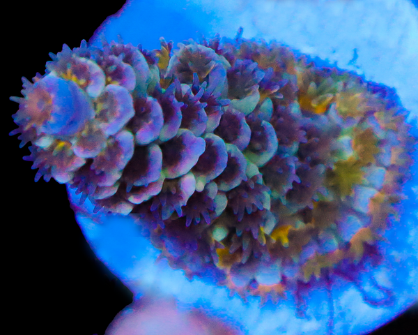 818'S SHOCKWAVE TENUIS