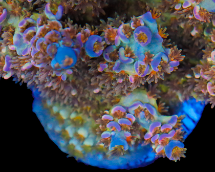 818'S SOUR BERRY MULTICOLOR POLYPS