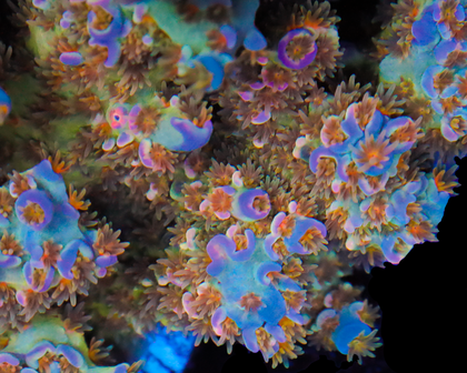 818'S SOUR BERRY WITH AMAZING MULTICOLOR POLYPS