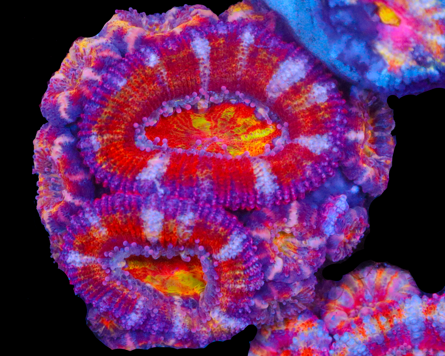 RAINBOW EYE ACAN TONS OF BABIES